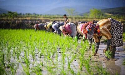  کجای عقل می گوید آب را از زمین بیرون بکش، برنج بکار؟ + ویدئو | انتقاد از برنجکاری در ۱۷ استان
