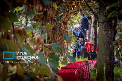 روزهای شیرین صادرات کیوی به‌کام کشاورزان مازندرانی