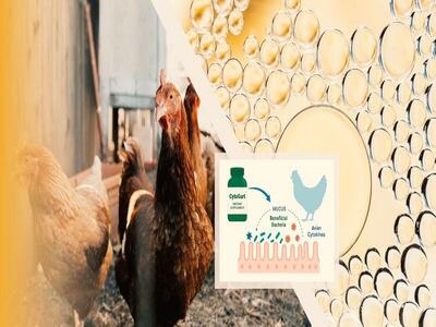  تولید مکمل آشامیدنی برای تقویت ایمنی مخاطی طیور در ایران و خاورمیانه