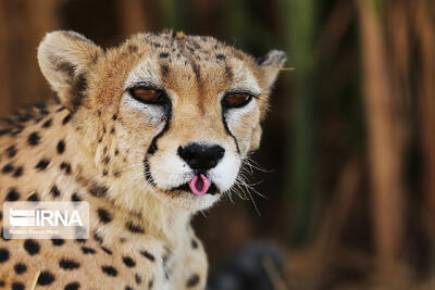 چرا یوزپلنگ «ایران» امسال گزینه مناسبی برای مادرشدن نیست؟