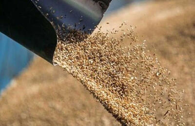  معاون استاندار: نیاز نهاده‌های دامی در فارس تأمین می‌شود