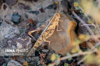  آماده‌باش کامل هرمزگان برای مقابله با هجوم احتمالی ملخ‌های صحرایی