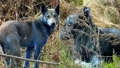 پدیده ناشناخته‌ای نیست/سگ‌ها رنگ شده‌اند!