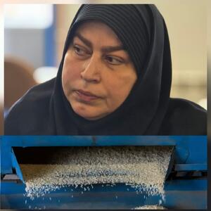  حسینی:  ارقام جدید برنج کشور سازگار با تغییرات اقلیمی است