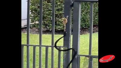  نبرد نفسگیر قورباغه درختی با مار؛ پیروز میدان که بود؟ | ویدئو - کلبه سرگرمی