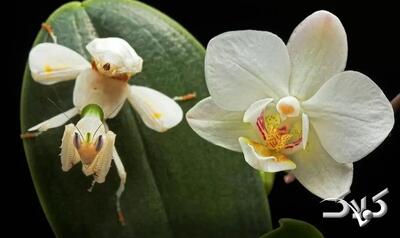 حشراتی که به شکل عجیبی شبیه گیاهان هستند | عکس - مجله اینترنتی کولاک