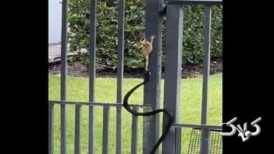 نبرد نفسگیر قورباغه درختی با مار؛ پیروز میدان که بود؟ | ویدئو - مجله اینترنتی کولاک