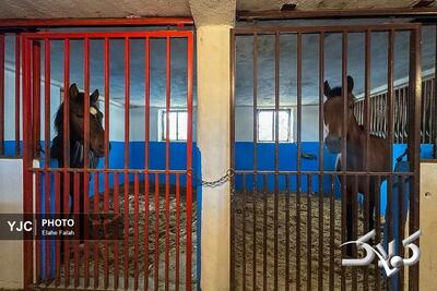 زیبایی اسب اصیل نژاد کاسپین را ببینید + تصاویر - مجله اینترنتی کولاک