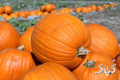 تشخیص بهترین و شیرین ترین کدو حلوایی با این ترفندها - مجله اینترنتی کولاک