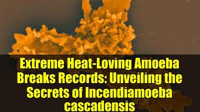 کشف معمای آمیبی که قوانین زیست را برهم می‌زند | از داروهای مقاوم به گرما تا آنزیم‌های صنعتی پایدار - مجله اینترنتی کولاک