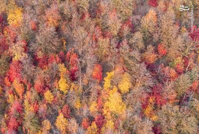 عکس/ آخرین قدم‌های پاییز