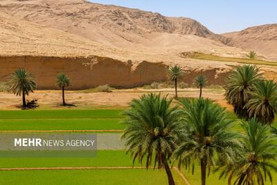 ضرورت تجمیع کشاورزان در قالب تعاونی‌ها