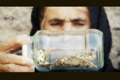 همزیستی ۴ ساله با لک‌لک‌ها؛ چطور فیلم مستند را برای مخاطب جذاب کنیم؟