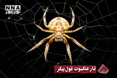  نورنما | تار عنکبوت غول پیکر