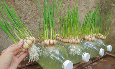  کاشت سیر در بطری پلاستیکی؛ از صفر تا برداشت