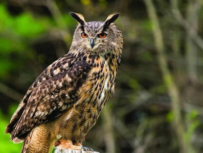 ببینید | عظمت و زیبایی جغد شاه بوف سوفیا - پارس فوتبال