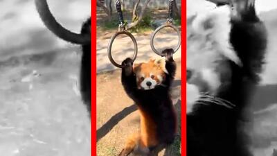  فیلم شیرین‌کاری پاندا قرمز با دو حلقه آویزان