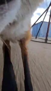 سرقت دوربین فیلمبرداری توسط روباه شیطون + فیلم