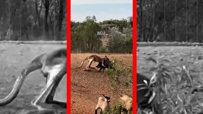  فیلم نبرد عجیب کانگورو و گراز وحشی