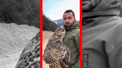  فیلم صحنه ای شگفت انگیز از بغل کردن جغد توسط مرد