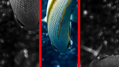  فیلم افشای مخفیگاه ماهی بابیت توسط ماهی‌های کوچک