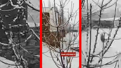  فیلم مناظر پاییزی و برفی سارال دیواندره