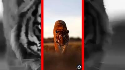  فیلم قدم زدن با ابهت ببر در طبیعت