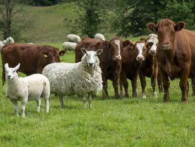 افزایش قیمت دام زنده امروز دوشنبه ۱۷ آذر ۱۴۰۴ + جدول