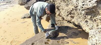  کشف لاشه چهار لاک‌پشت پوزه‌عقابی در ساحل جنوبی قشم