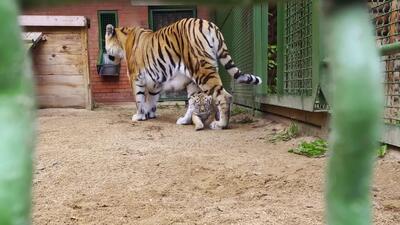  دو توله ببر آمور، یک نر و یک ماده، در مرکز تکثیر گونه‌های نادر باغ‌وحش مسکو متولد شدند