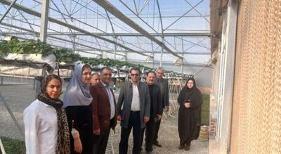  کشت معلق و انرژی زمین‌ گرمایی؛ دو فناوری همزمان برای افزایش کیفیت محصولات گلخانه‌ ای در مرکزی