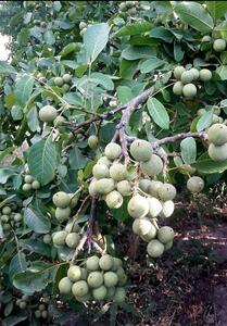 خرید نهال بادام، راهی مطمئن برای سرمایه‌گذاری در کشاورزی پایدار - تسنیم