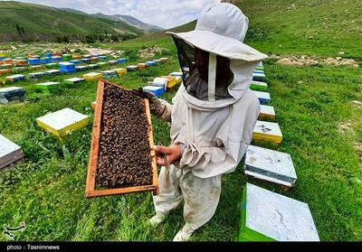 استان بوشهر قطب برتر تولید عسل کشور/1600 تن عسل تولید شد - تسنیم