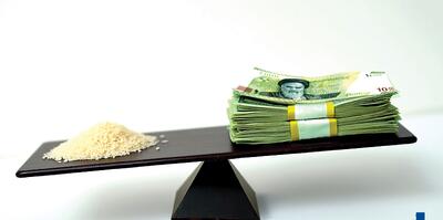 راه‌حل کنترل قیمت برنج صرفاً تخصیص یا حذف ارز ترجیحی نیست - تسنیم