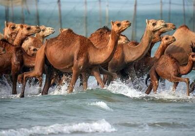 قشم در صدر نقشه‌گردشگری ملی؛ رویدادهایی که اعتبار می‌سازند - تسنیم