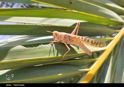 تمهیدات جهاد کشاورزی هرمزگان در برابر هجوم احتمالی ملخ صحرایی - تسنیم