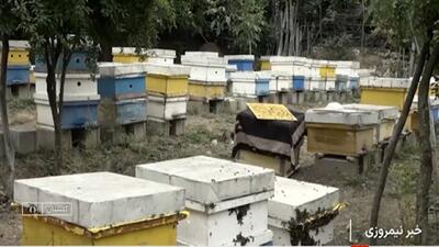  گلستان؛ بهشت زنبورداری + فیلم