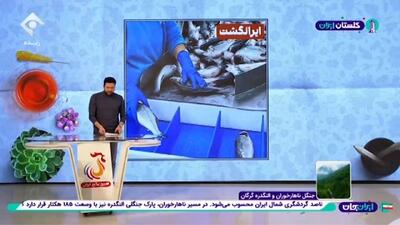  ۷۰ تا ۸۰ درصد میگو تولیدی در کشور صادر می‌شود + فیلم