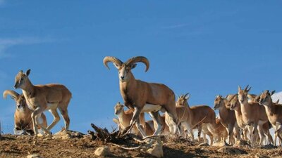  آغاز سرشماری زمستانه پستانداران در زیستگاه‌های کردستان / بهره گیری از پهباد و تجهیزات نوین