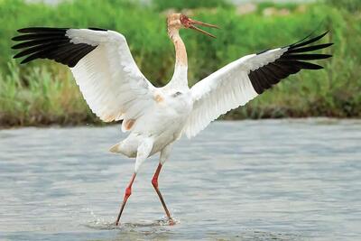 پاییز آمد ولی خبری از «امید» نشد