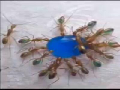  یک آزمایش جالب روی مورچه ها !