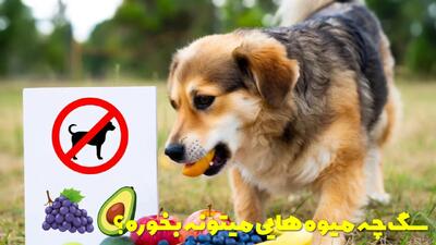  سگ چه میوه هایی میتونه بخوره؟ چه میوه هایی برای سگ مضر است؟