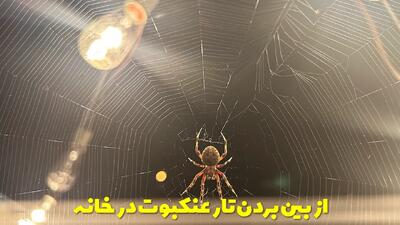  ریشه کن کردن عنکبوت در خانه + چندین روش و نکات و توضیحات