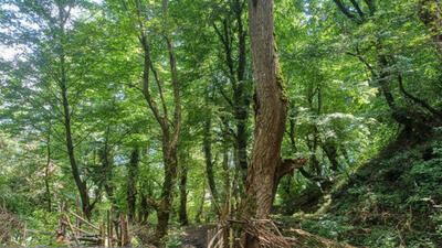 ۱۰ هکتار از پوشش گیاهی جنگل‌های هیرکانی سوخته و تخریب شده است