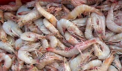 هدف‌گذاری تولید ۲ میلیون و ۶۰۰ هزار تُن آبزی تا سال ۱۴۱۱