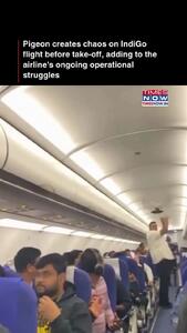 ورود ناگهانی کبوتر به داخل هواپیما مسافران را غافلگیر کرد