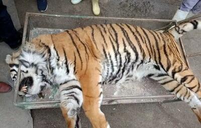 آخرین خبر از دلیل مرگ ببر نر الیمالات/ کارزاری مردمی برای تعطیلی سافاری الیمالات