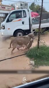 سگ مادر توله‌اش را از میان سیلاب نجات داد