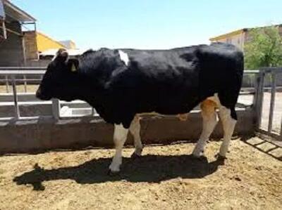 کشف ۱۶ رأس گوساله قاچاق در عملیات پلیس اسلام‌آبادغرب