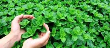  عطر نعناع مناسب برای پاکسازی گلو و تسکین گلودرد